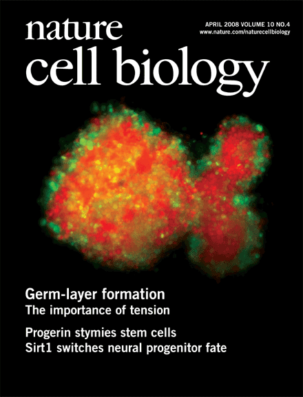 Germlayer separation of zebrafish progenitor cells